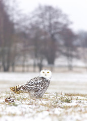 View of a young female of a snowy owl with dark spots of its plumage standing on the meadow covered with snow