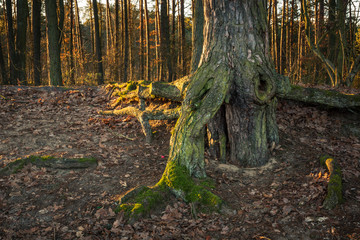 Incredible roots tree in Zalesie Gorne near Piaseczno, Poland