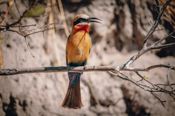 Weißstirnspint (Bienenfresser) auf einem Ast an der Uferböschung des Kwando River, Caprivi, Namibia