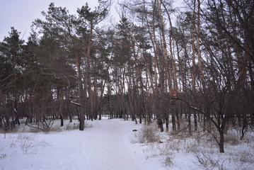 Beautiful winter pine forest with snow with beautiful hills and mounds