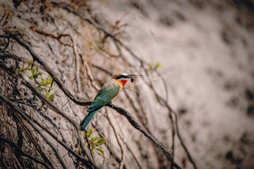 Weißstirnspint (Bienenfresser) auf einem Ast an der Uferböschung des Kwando River, Caprivi, Namibia