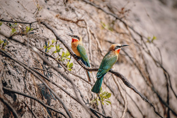 Zwei Weißstirnspinte (Bienenfresser) auf einem Ast an der Uferböschung des Kwando River, Caprivi, Namibia