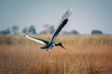 Abfliegender Sattelstorch, Kwando River, Caprivi, Namibia