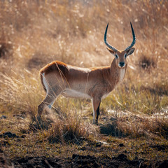 Einzelne Letschwe Antilope am Ufer des Kwando River bei Sonnenuntegang, Caprivi, Namibia