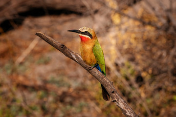 Weißstirnspint (Bienenfresser) auf einem Ast an der Uferböschung des Kwando River, Caprivi, Namibia