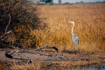 Im Gras stehender Goliathreiher, Kwando River, Caprivi, Namibia
