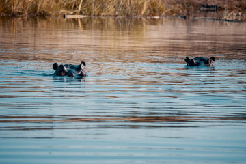 Zwei Flusspferde im Kwando River, Caprivi, Namibia