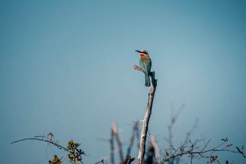 iInzelner Weißstirnspint (Bienenfresser) auf einem Ast,  Kwando River, Caprivi, Namibia