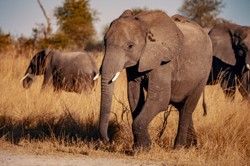 Obraz premium Elefant am Kwando River bei Sonnenuntergang, Caprivi, Namibia