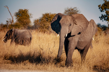 Elefant am Kwando River bei Sonnenuntergang, Caprivi, Namibia © Michael