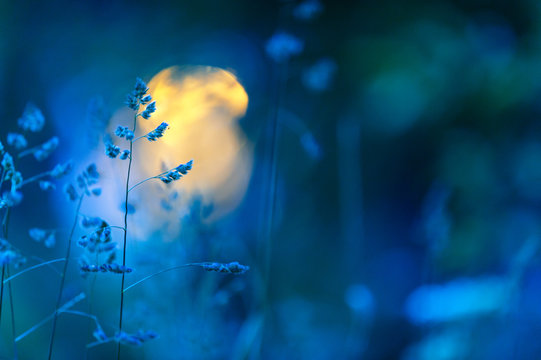 Meadow Grasses In Summer Night