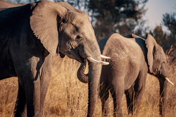 Drei Elefanten am Kwando River bei Sonnenuntergang, Caprivi, Namibia © Michael