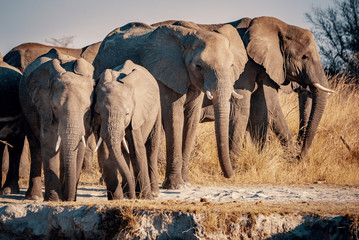 Fototapeta na wymiar Gruppe Elefanten am Kwando River bei Sonnenuntergang, Caprivi, Namibia