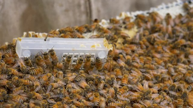 Worker bees crawling on plastic queen cage in nucleus hive, CLOSE UP