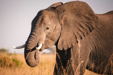 Fototapeta na wymiar Portrait eines jungen Elefanten bei Sonnenuntergang am Kwando River, Caprivi, Namibia