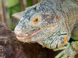 close up head shot of an iguana in zoo