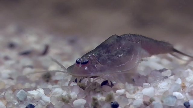 Urzeitkrebs Triops longicaudatus