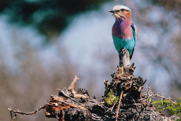 Gabelracke auf einem Baumstumpf am Kwando River, Caprivi, Namibia