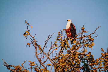 Schreiseeadler in einem Baum in der Spätnachmittagssonne, Kwando River, Caprivi, Namibia