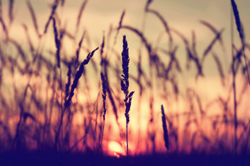 Evening bright landscape with tall grass against the backdrop of the setting sun. Reed plant at sunset