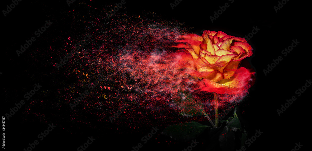 Wall mural Rose like a Sandstorm 