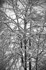 Bare branches of a deciduous tree covered with snow and ice crystals. Winter view of black and white photo of tree branch covered with snow