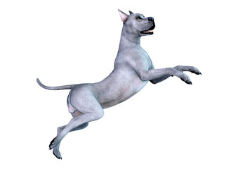 3D Rendering Brindle Grat Dane Dog on White