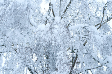 Bare branches of a deciduous tree covered with snow and ice crystals, winter background.