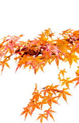 Maple leaves in autumn in the forest  , Isolated on white background