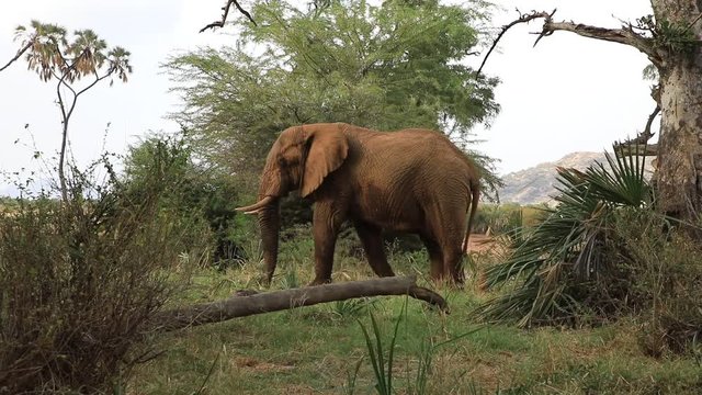 Elefantenbulle im Samburu Nationalpark, Kenia