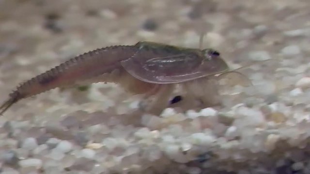 Urzeitkrebs Triops longicaudatus