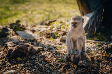 Grüne Meerkatze im Park bei den Victoriafällen, Simbabwe