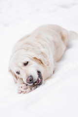 pets in nature - a beautiful golden retriever nibbles on the stick in a winter snow-covered forest