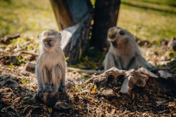 Obraz premium Grüne Meerkatzen im Park bei den Victoriafällen, Simbabwe