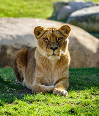 Female lion laid down looking to the camera