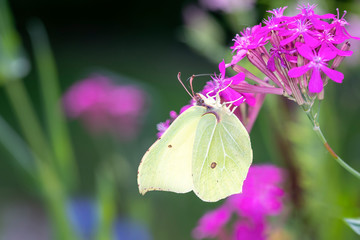 Gonepteryx rhamni - common brimstone butterfly - Zitronenfalter