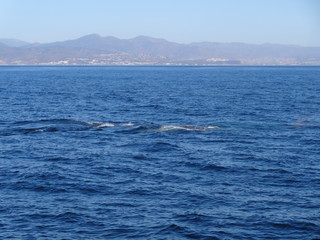 Fototapeta premium naturaleza