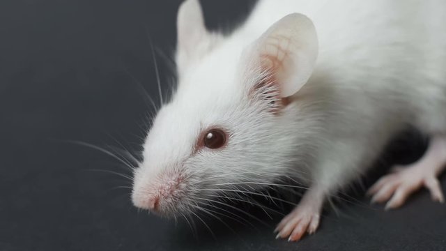 White mouse on a black background