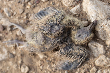 Dead bird. Starling fell from the nest and crashed to death.The terrible end of the chick. Bird killed on the road. The tragic situation in the world of birds. 