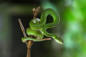 Obraz premium Green pit vipers hanging on branches.