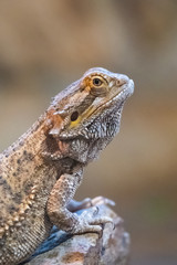 Dragon barbu ou agame barbu