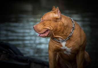 American Pit terrier with brown.