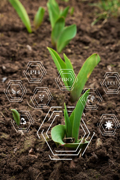 Smart farming with IoT, futuristic agriculture concept, cultivating ecological agricultural  using innovative technologies