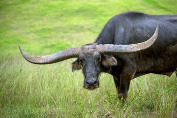 Water buffalo resting on the grass.