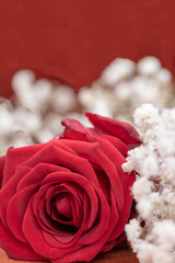 Gros plan sur une rose rouge pour la passion et fleurs blanches