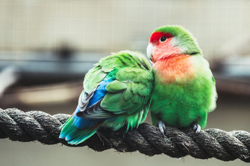 Couple d'oiseaux inséparables