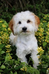 beautiful havanese is sitting in spring flowers in the garden and looking up to the camera