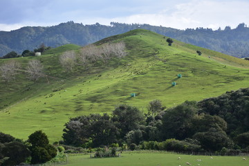 Hills with pastures covered with shiny green grass in Duder Regional park near Auckland.