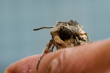 Windenschwärmer