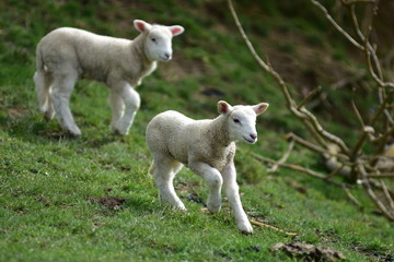 Obraz premium Pair of young lambs running down slope covered with short green grass.